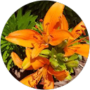 Frances Fregoso profile picture